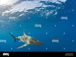 Image result for Carcharhinus galapagensis