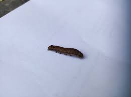 Attēlu rezultāti vaicājumam “Orthosia sp. larva”
