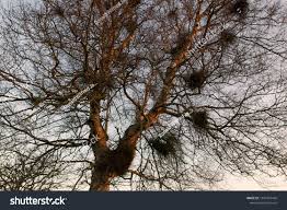 Attēlu rezultāti vaicājumam “Taphrina betulina”