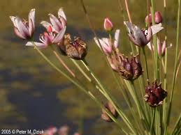 Attēlu rezultāti vaicājumam “Butomus umbellatus fruit”