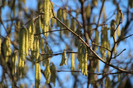 Attēlu rezultāti vaicājumam “Betula pendula flower”