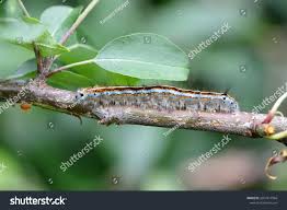 Attēlu rezultāti vaicājumam “Malacosoma neustria”