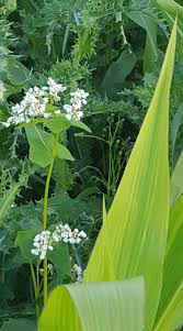 Attēlu rezultāti vaicājumam “Fagopyrum esculentum leaf”