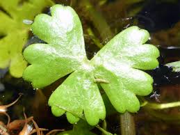 Attēlu rezultāti vaicājumam “Ranunculus elatior leaf”