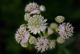 Attēlu rezultāti vaicājumam “Astrantia major fruit”