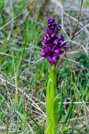 Attēlu rezultāti vaicājumam “Dactylorhiza russowii leaf”