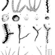 Attēlu rezultāti vaicājumam “Blepharostoma trichophyllum”