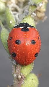 Attēlu rezultāti vaicājumam “Coccinella septempunctata”
