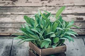 Image result for Salbei