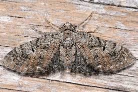 Attēlu rezultāti vaicājumam “Eupithecia pusillata”