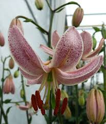 Image result for Lilium martagon `Manitoba Fox`