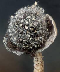 Attēlu rezultāti vaicājumam “Didymium nigripes”