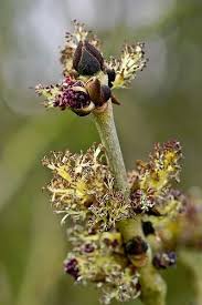 Attēlu rezultāti vaicājumam “Fraxinus excelsior bud”
