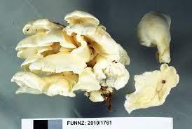 Attēlu rezultāti vaicājumam “Postia tephroleucus”