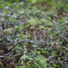 Attēlu rezultāti vaicājumam “Mycelis muralis bud”