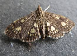 Attēlu rezultāti vaicājumam “Anania stachydalis”