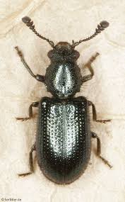 Attēlu rezultāti vaicājumam “Necrobia violacea”