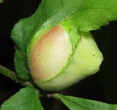 Attēlu rezultāti vaicājumam “Cribraria macrocarpa stalked”