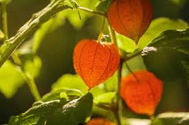 Attēlu rezultāti vaicājumam “Physalis alkekengi leaf”