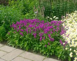 Attēlu rezultāti vaicājumam “Stachys officinalis”