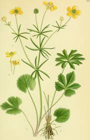 Attēlu rezultāti vaicājumam “Ranunculus auricomus leaf”