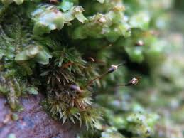 Attēlu rezultāti vaicājumam “Anastrophyllum hellerianum”