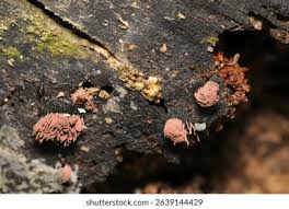 Attēlu rezultāti vaicājumam “Stemonitis axifera spores”