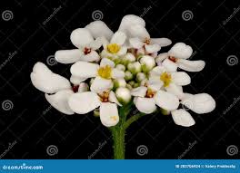 Image result for Iberis amara