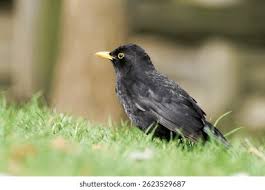 Attēlu rezultāti vaicājumam “Turdus merula male”