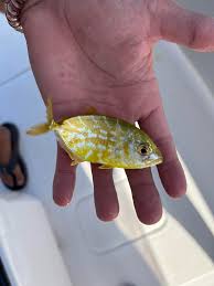 Image result for Caranx bartholomaei