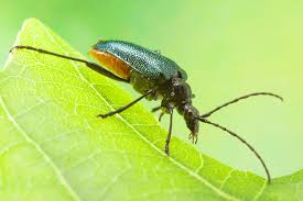 Attēlu rezultāti vaicājumam “Gaurotes virginea”