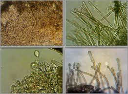 Attēlu rezultāti vaicājumam “Lachnella alboviolascens”