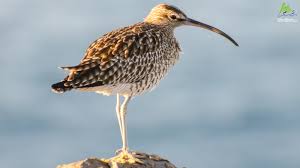 Attēlu rezultāti vaicājumam “Numenius phaeopus”
