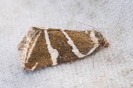 Attēlu rezultāti vaicājumam “Deltote bankiana”