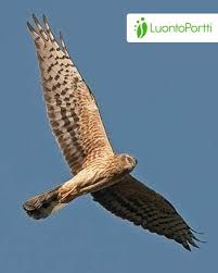 Attēlu rezultāti vaicājumam “Circus pygargus adult”