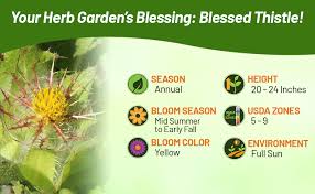 Image result for Cnicus benedictus