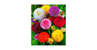 Image result for Dahlia x pinnata `Pompon Lilliput`