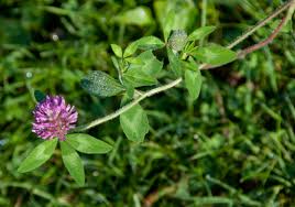 Attēlu rezultāti vaicājumam “Trifolium pratense”