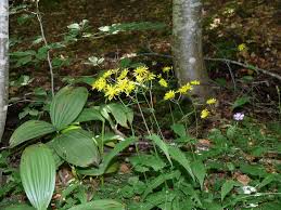 Attēlu rezultāti vaicājumam “Crepis paludosa”