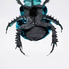 Attēlu rezultāti vaicājumam “Trypocopris vernalis”