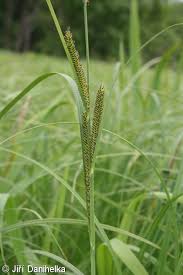 Attēlu rezultāti vaicājumam “Carex acuta fruit”