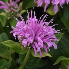 Image result for Monarda didyma