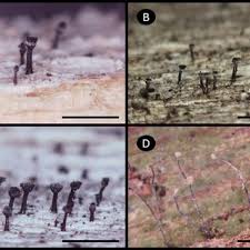 Attēlu rezultāti vaicājumam “Chaenotheca furfuracea”