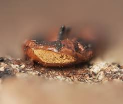 Attēlu rezultāti vaicājumam “Ophiotheca chrysosperma macro”