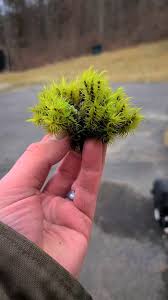 Attēlu rezultāti vaicājumam “Dicranum polysetum sporophyte”