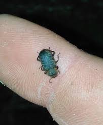 Attēlu rezultāti vaicājumam “Bolitophagus reticulatus”