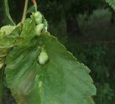 Attēlu rezultāti vaicājumam “Tetraneura ulmi”