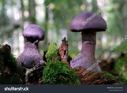 Attēlu rezultāti vaicājumam “Cortinarius violaceus”