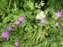 Attēlu rezultāti vaicājumam “Geranium sanguineum leaf”