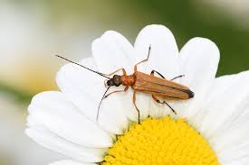 Attēlu rezultāti vaicājumam “Oedemera sp.”